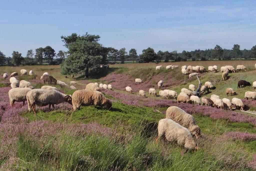 4-6 Persoons Vakantiewoning Met Eigen Tuin Villa Bakkeveen Eksteriør bilde